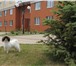 Фото в Домашние животные Вязка собак Vikingas Taurapilis. Дата рождения 28.02.2012 в Белгороде 0