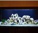 Изображение в Домашние животные Услуги для животных Добросовестно и качественноОбслуживание аквариумов.Чистка в Москве 1 000