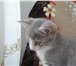 Фотография в Домашние животные Отдам даром Отдадим в хорошие руки шотландского котенка, в Екатеринбурге 0