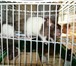 Фотография в Домашние животные Грызуны Десять чудесных крысят ждут своих хозяев, в Уфе 100
