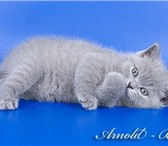 Британские котята(голубой лиловый) Отец котят голубой британский кот Чемпион Мира WCF ARNOLD BRI 69371  фото в Москве