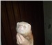 Фотография в Домашние животные Другие животные продам хорька пастельного мальчик и белых(альбинос) в Донецк 900