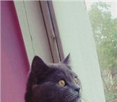 Foto в Домашние животные Вязка Чистокровный кот приглашает свою вислоухую в Новоуральске 0