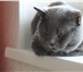 Foto в Домашние животные Вязка Опытный кот ищет себе даму. Возраст три года,окрас в Чите 3 000