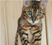 Мини леопарды 3452419 Бенгальская фото в Санкт-Петербурге