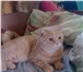 Изображение в Домашние животные Вязка Шотландский кот (страйт) красавец- мужчина в Екатеринбурге 1 700