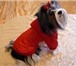 Фото в Домашние животные Одежда для собак Одежда для собак в интернет ателье-магазине в Владимире 1 500