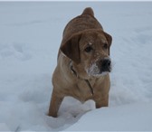 Фотография в Домашние животные Вязка собак Сведу кобеля лабрадора-ретривера палевого в Новосибирске 0