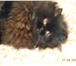 Изображение в Домашние животные Вязка Черный котик перс ищет подружку, отношений в Ижевске 0