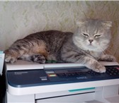 Foto в Домашние животные Вязка Невероятно красивый молодой котик скоттиш в Нижнекамске 2 000