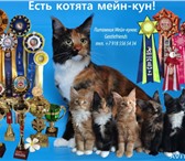 Котята Мейн-Кун 1050579 Мейн-кун фото в Таганроге