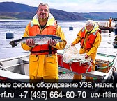 Изображение в Хобби и увлечения Рыбалка Купить осетра для разведения в домашних условиях. в Москве 1 590 000