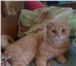 Фото в Домашние животные Вязка Шотландский кот (страйт) красавец- мужчина в Екатеринбурге 1 700
