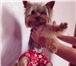Фотография в Домашние животные Вязка собак Предлагаем йоркширского терьера для вязки в Кирове 5 000