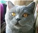 Фотография в Домашние животные Вязка Предлагаю вязку с красивым британским котом. в Москве 2 000