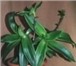 Изображение в Домашние животные Растения Продам лечебное растение – золотой ус (домашний в Новосибирске 0