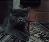 Фото в Домашние животные Вязка Ищем британского вислоухого кота! Цена договорная в Уфе 1 000