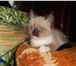 Продается сиамский котенок 1985803 Сиамская фото в Омске