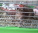 Изображение в Домашние животные Грызуны Продаю бельчонка дегу самочку и мамочку белочку в Великие Луки 500