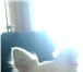 Foto в Домашние животные Вязка собак Красивый длинношерстый персикового окраса в Томске 0