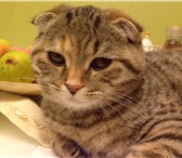 Фото в Домашние животные Вязка Кошечке 1 год нужен кот британский вислоухий в Уфе 1 500