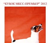 Изображение в Домашние животные Вязка собак Кобель Джек Рассел терьер трехцветка.Санчо в Москве 7 000