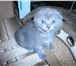 Котята 1803578 Скоттиш фолд фото в Смоленске