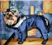 Изображение в Домашние животные Товары для животных Интернет магазин одежды для собак Алефтинка в Владимире 800