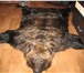 Foto в Хобби и увлечения Охота Продам выделанную, подшитую шкуру медведя. в Новокузнецке 85 000