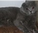 Фотография в Домашние животные Вязка Скоттиш-фолд кот ,  окрас голубой,  титул в Москве 3 000