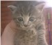 Отдам котят в добрые руки 3346470 Домашняя кошка фото в Барнауле