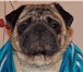 Foto в Домашние животные Вязка собак Мопс с родословной ищет подругу для вязки. в Братске 100