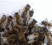 Изображение в Домашние животные Другие животные Продам пчелосемьи среднерусской породы. Не в Новокузнецке 0