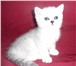 Шотландские серебряные котята, Снежные барсы, Питомник шотландских и британских кошек серебристых 68819  фото в Иваново