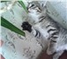 Отдам в добрые руки котят  (котики) 3357930 Домашняя кошка фото в Барнауле