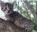 Котята в дар 4428608 Другая порода фото в Орле