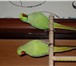 Изображение в Домашние животные Птички Продам пару ожереловых попугаев. девочке в Челябинске 12 000