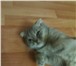 Фото в Домашние животные Вязка Вислоухая маленькая британская кошка 1,5 в Юрюзань 1 000