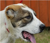 Щенки среднеазиатской овчарки  (алабай) 3435708 Среднеазиатская овчарка фото в Екатеринбурге