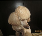 Фотография в Домашние животные Стрижка собак Предлагаю услуги грумера для ваших питомцев в Ликино-Дулево 800