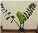 Изображение в Домашние животные Растения Продам прекрасное, неприхотливое, не требующее в Липецке 700
