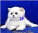 Белоснежные котята - медвежата с фиалковыми глазками 1784333 Британская короткошерстная фото в Москве