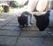 Изображение в Домашние животные Отдам даром Этому бедному котёнку уже 4 месяца (фото в Белгороде 0