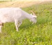 Фото в Домашние животные Другие животные продам 3-х дойных коз Заанеской породы. 2 в Тольятти 8 500