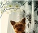 Фотография в Домашние животные Стрижка собак буду рада сделать вашу собачку самой красивой! в Москве 300