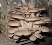 Фотография в Домашние животные Растения Универсальный комплект для выращивания грибов в Брянске 1 320