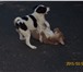 Фото в Домашние животные Отдам даром Два щенка - девочки, Аида и Арина, ищут хороших, в Владикавказе 0