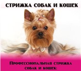 Изображение в Домашние животные Стрижка собак Уважаемые владельцы! Хочу предложить Вам в Москве 800