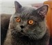 Foto в Домашние животные Вязка Предлагаем вязку с шикарным красивым котом-Шотландский в Москве 2 000