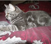 Фотография в Домашние животные Вязка Молодой,красивый,здоровый,опытный кот британец в Солнечногорск-2 2 000